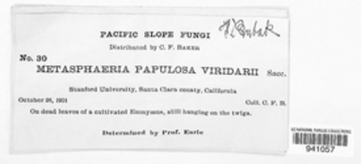 Oletheriostrigula papulosa image